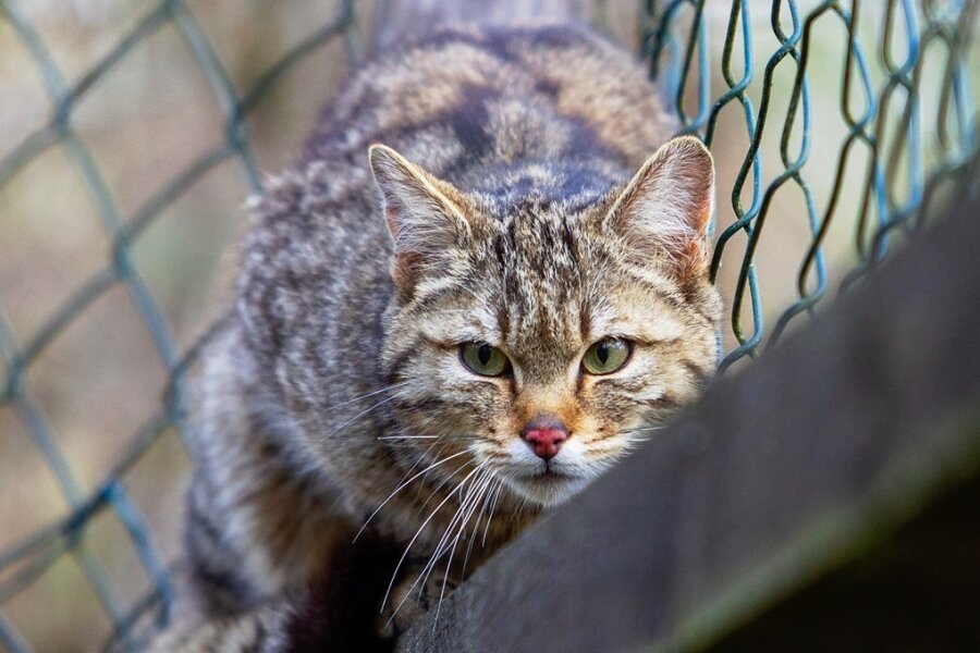 Naturschützer suchen im vogtländischen Elstertal mit Baldrian nach Wildkatzen - Im Gatter des Plauener Pfaffengutes bereits heimisch: Eine der Wild- katzen