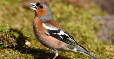 Naturschützer warnt vor falschem Futter - Der Buchfink zählt zu den häufigsten Singvogelarten in Europa.