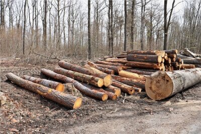 Naturschutz: Waldbesitzer stellt sich der Kritik - In Niederwiesa finden derzeit Waldarbeiten statt. Foto: Knut Berger/Archiv