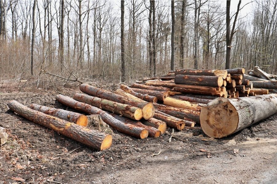 In Niederwiesa finden derzeit Waldarbeiten statt. Foto: Knut Berger/Archiv