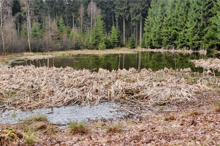 Naturschutzbund sucht Helfer für Aktion in Mönchenfrei - Der Mönchenfreier Teich soll als Amphibiengewässer erhalten werden.