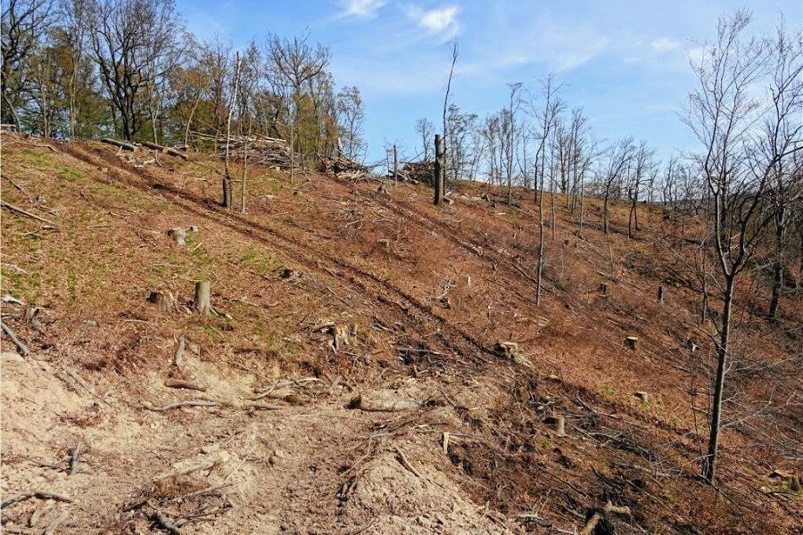 Naturschutzverband legt wegen Abholzungen bei Lichtenwalde nach - Der Lebensraumtyp "Sternmieren-Stieleichen-Hainbuchenwald" am Butterberg bei Lichtenwalde präsentiert sich aktuell als Kahlschlag. Das Areal steht als Flora-Fauna-Habitat-Gebiet unter europäischem Schutz. 