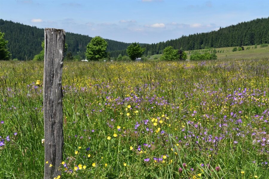 Naturschutzzentrum Erzgebirge lädt ein: Wanderung auf Bergwiesen um Carlsfeld - Rings um Carlsfeld sind artenreiche Bergmähwiesen und seltene Borstgrasrasen entstanden.