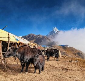 Nepal: Ein Reisereport im Hörsaal - Nepal-Yaks im Hochlager auf 3600m vorm Machapuchar. 