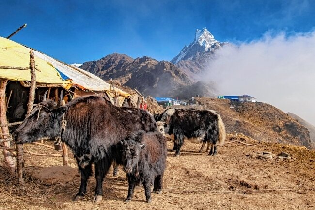 Nepal: Ein Reisereport im Hörsaal - Nepal-Yaks im Hochlager auf 3600m vorm Machapuchar. 