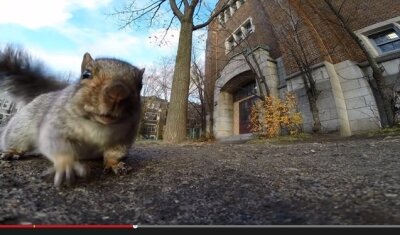 Netzfund: Eichhörnchen klaut Kamera und filmt vom Baum - Ein diebisches Eichhörnchen auf der Pirsch: Gleich ist die Kamera weg.