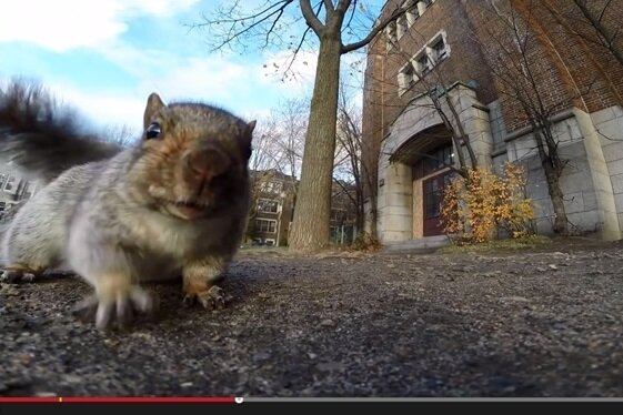 Netzfund: Eichhörnchen klaut Kamera und filmt vom Baum - Ein diebisches Eichhörnchen auf der Pirsch: Gleich ist die Kamera weg.