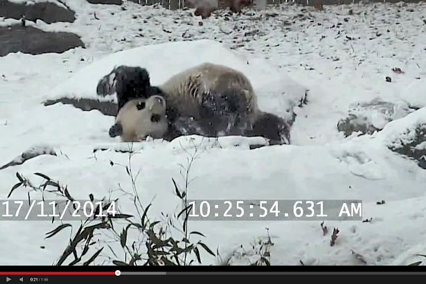 Netzfund: Pandabär freut sich über ersten Schnee - und saust auf seinem Pelz den Hang hinab - 