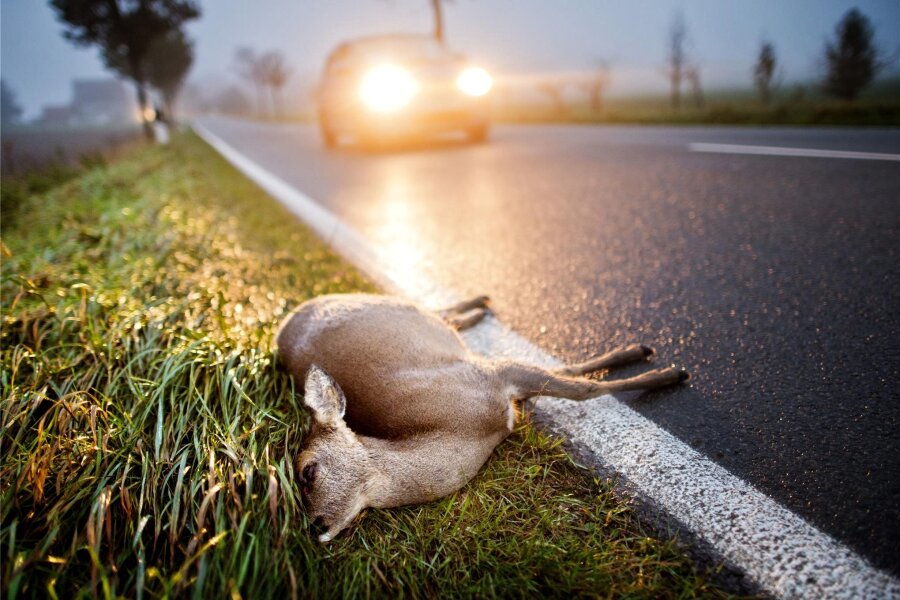 Netzschkau: Reh springt vor Dodge - In der Morgen- und Abendämmerung passieren häufig Wildunfälle.