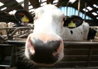 Neubau eines Milchviehstalls in Großvoigtsberg geplant - 