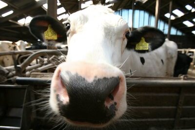 Neubau eines Milchviehstalls in Großvoigtsberg geplant - 