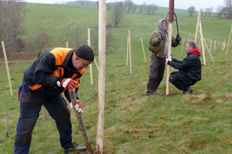 Neue Feldhecke hilft der Natur - Vorarbeiter Uwe Taschler (links) mit zwei von insgesamt sieben Helfern.