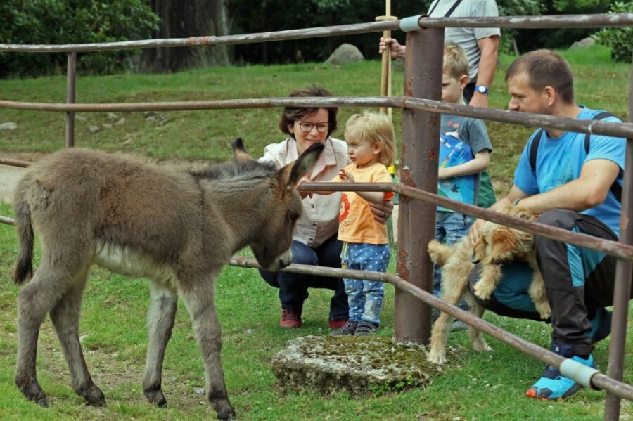 Neue Freunde und junges Blut für den Tierpark - Die kleine Eselstute scheint Kinder zu mögen. Ohne Scheu kommt sie an den Zaun, das begeistert auch diese Familie, die zu Besuch in der alten Heimat ist. 