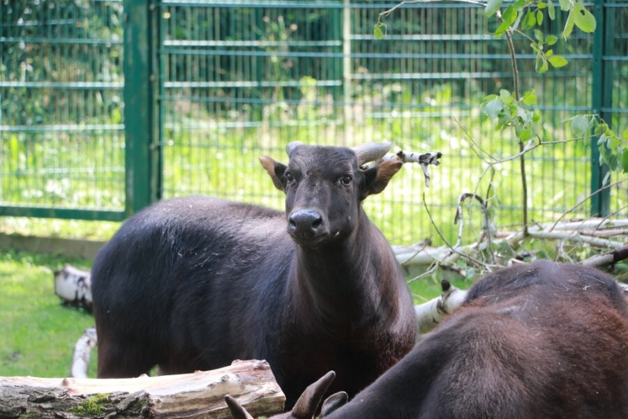 Zwei neue Anoa-Bullen gibt es ab sofort im Chemnitzer Tierpark.