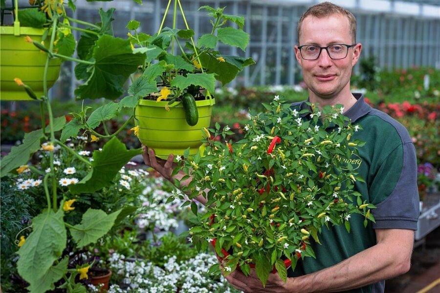 Für Selbstversorger mit wenig Platz: Gärtner Martin Bimberg aus Freiberg bietet hängende Mini-Gurken in einer Blumenampel und Nasch-Chili an. 