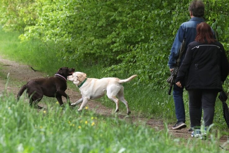 Neue Polizeiverordnung strafft die Leinenpflicht für Hunde - Bei Hundehaltern ist der Pfaffenberg zum Gassigehen beliebt. Künftig gilt auch auf den Zugangswegen Leinenpflicht für Vierbeiner. 