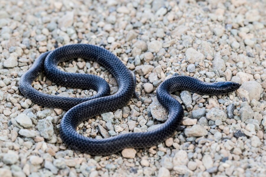 Neue Schlangenart auf der Arabischen Halbinsel entdeckt - Ein Exemplar mit schwarzer Färbung: Die kleine Schlange zählt zu den sogenannten Eigentlichen Nattern.