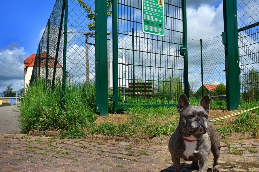 Neue Spielwiese für Fellnasen - Auch die französische Bulldogge Dalinka hat die neue Hundewiese n Mittweida schon entdeckt. 