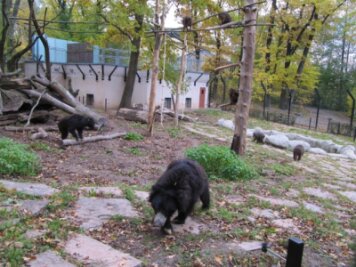 Die Indischen Lippenbären sind im Chemnitzer Tierpark nun mit Bärenmakaken gemeinsam untergebracht.