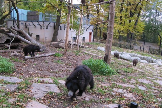 Die Indischen Lippenbären sind im Chemnitzer Tierpark nun mit Bärenmakaken gemeinsam untergebracht.