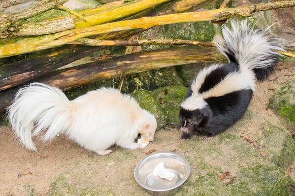 Neuer Bewohner im Zoo der Minis: Albino-Stinktier "Blacky" - Albino-Stinktier "Blacky" (links) im Auer Zoo der Minis ist der neue Partner von Skunk-Dame "Blümchen".