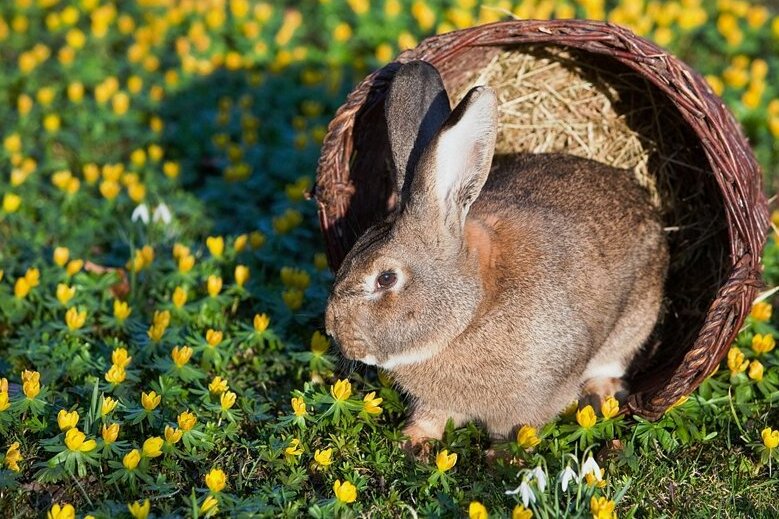 Neuer Fotowettbewerb im Erzgebirge: Mit Haustieren hinaus in den Frühling - Die im Frühjahr erwachende Natur bietet neue Fotomotive.