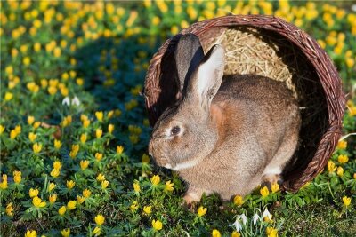 Neuer Fotowettbewerb im Erzgebirge: Mit Haustieren hinaus in den Frühling - Die im Frühjahr erwachende Natur bietet neue Fotomotive.