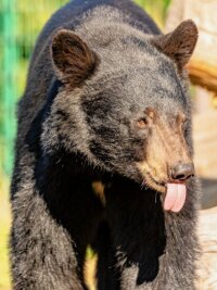 Neuer Tierpark-Zugang in Falkenstein: Baubeginn im Juni - Björn oder Martin? Einer der beiden Schwarzbären im Tiergarten.