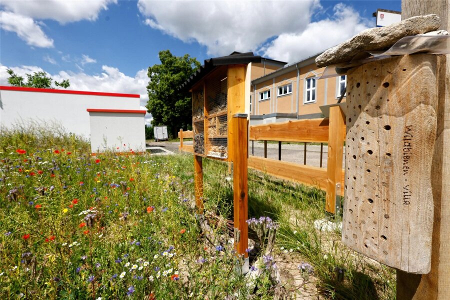 Neukirchen/Pleiße: Naturschützer informieren in der Gräfenmühle über den Insektenschutz und mögliche Geldquellen - Wer mit Blühflächen oder Insektenhotels der Natur hilft, kann Fördergeld dafür bekommen.