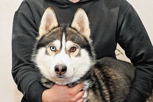 Neukirchen: Wo ist Alaska - Familie sucht weiter ihren Hund - Mikhail Vetrov und Husky Nord hoffen, dass Alaska lebt.
