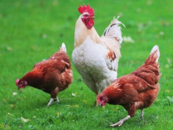 Neundorf: 40 Hennen gestohlen - 