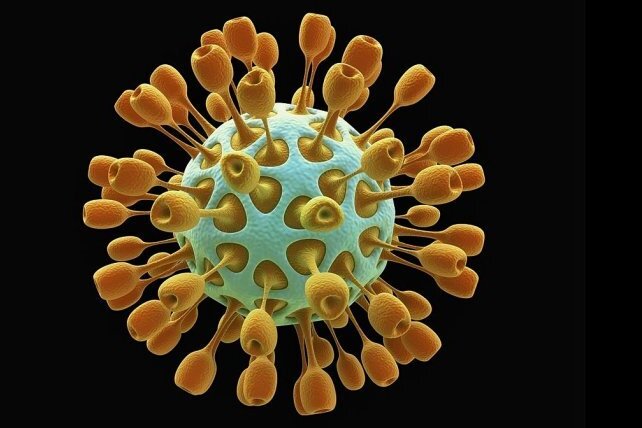 Newsblog Coronavirus - die aktuelle Entwicklung - Benannt sind Coronaviren nach ihrer Form. Die runden Viruspartikel verfügen über sogenannte Peplomere, Spitzen, die kranz- oder kronenförmig aus dem Viruskörper herausragen. 