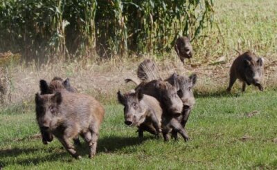 Im Schweinsgalopp: Wildschweine wie diese hier in Werdau suchen derzeit das Stadtgebiet von Frankenberg heim. 