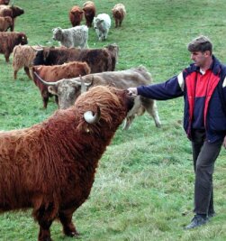 Nicht jede Kuh eignet sich für die Weide - 
              <p class="artikelinhalt">Bringfried Schönherr aus Bobritzsch züchtet schottische Hochland-Rinder. Diese robuste Fleischrasse ist das ganze Jahr draußen.</p>
            