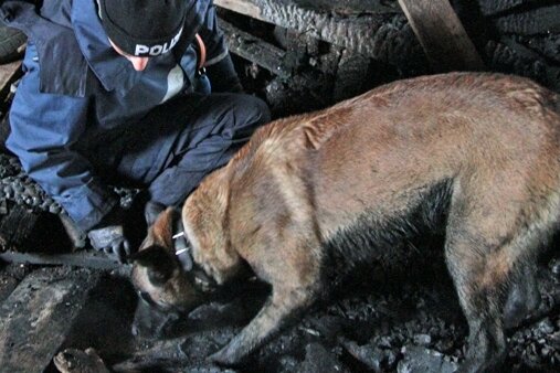Niederschmiedeberg: Hunde suchen in Ruinen nach Brandbeschleuniger - Polizeiobermeisterin Anja Koch mit ihrem Belgischen Schäferhund Pike. Er ist auf das Aufspüren von Brandbeschleunigern spezialisiert.