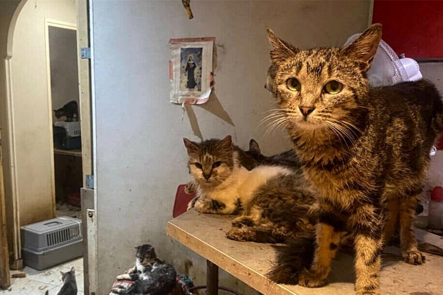 Nizza: „Apartment des Horrors“ – 159 Katzen und 7 Hunde in einer Wohnung - Dieses Foto der verwahrlosten Wohnung wurde von einer französischen Tierschutzvereinigung veröffentlicht.