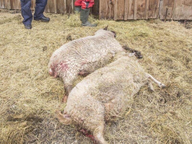 Noch unbestätigt: Verdacht auf Wolfsriss -             Gerissene Schafe auf der Weide des Alpakahofs in Oberwiesenthal.