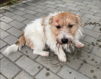 Nordsachsen: Hund geschlagen, mit Abfall bedeckt und zurückgelassen - 