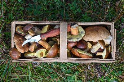 Nordsachsen: Vermisster Pilzsammler nach vier Tagen gefunden - Nach vier Tagen ist ein vermisster Pilzsammler in einem Wald bei Trossin in Nordsachsen gefunden worden.