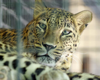 Not-Operation nach Raubtierangriff - Das Leopardenweibchen Cleopatra hat einen 56 Jahre alten Pfleger schwer verletzt. Vor elf Jahren hatte das Tier bereits eine 23-jährige Pflegerin getötet. 