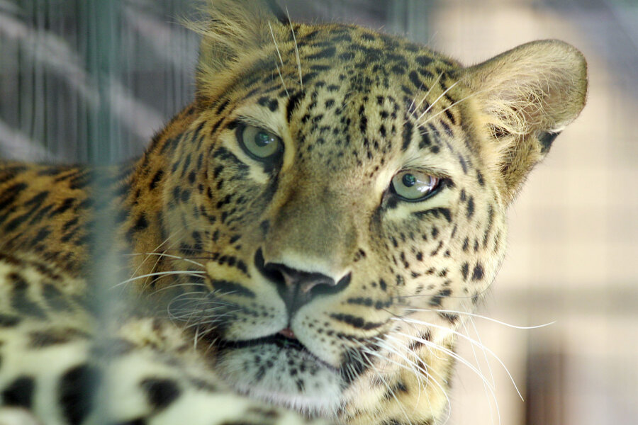 Not-Operation nach Raubtierangriff - Das Leopardenweibchen Cleopatra hat einen 56 Jahre alten Pfleger schwer verletzt. Vor elf Jahren hatte das Tier bereits eine 23-jährige Pflegerin getötet. 