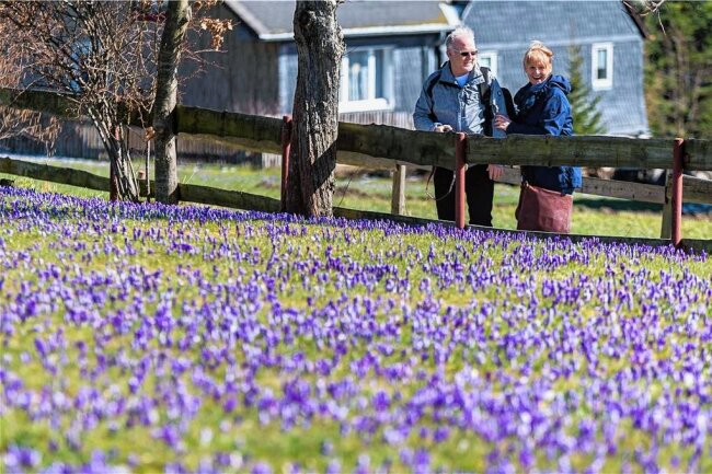 Nur zwei Tage Zeit: Was Besucher der Krokuswiesen in Drebach beachten sollten - Ein Blütenteppich in der Ortsmitte. 