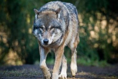 Nutztierhalter rüsten auf, um sich vor dem Wolf zu schützen - 