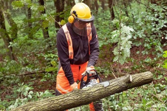 Oberlungwitz verändert Regeln zum Baumfällen - 