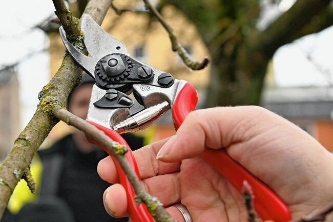 Obstbäume schneiden: Expertin gibt Tipps in Wiederau - Ein Schnitt, glatt und sauber, sollte es sein, damit die Wunde gut verheilt. 
