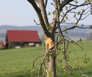Obstbäumen die Rinde abgeschält - Über die Rinde nährt sich ein Baum. Ob diese noch zu retten sind, wird sich alsbald zeigen. 