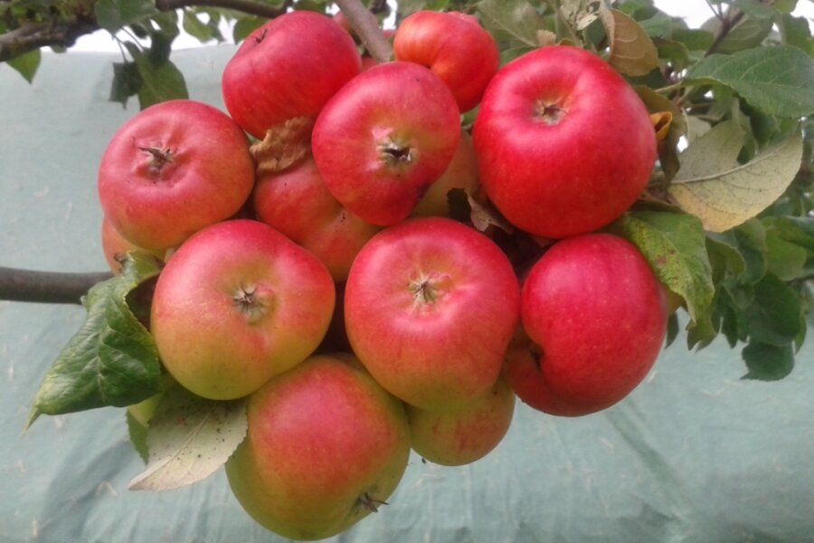 Obstbauverein lädt zu Waldkirchener Apfeltagen ein - 