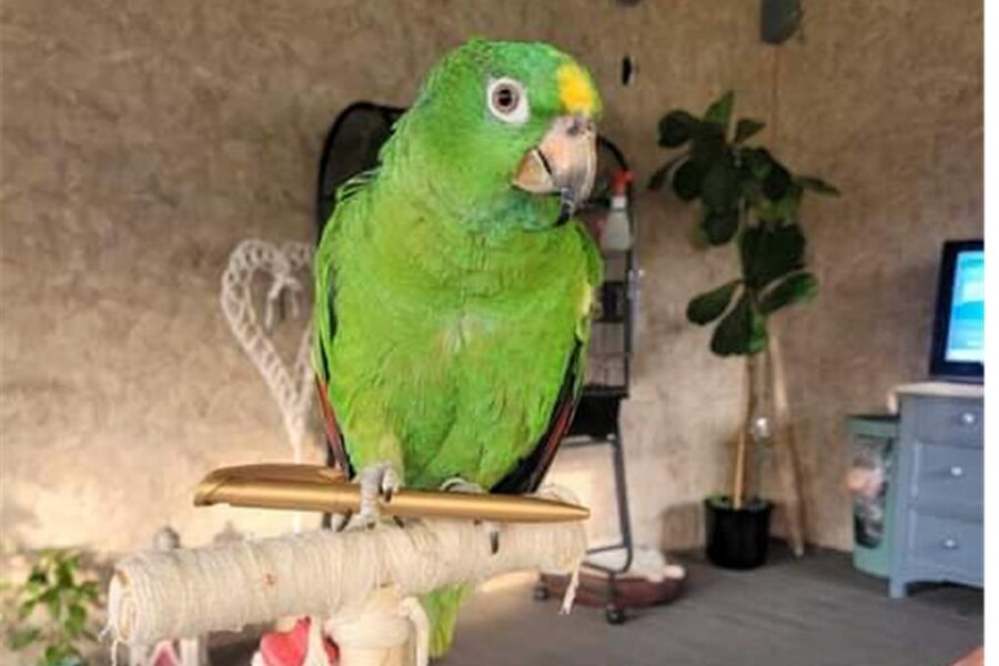 Oederan: Papagei Elli ist weggeflogen - Die Venezuela-Amazone Elli ist in Oederan von ihrer Familie weggeflogen.