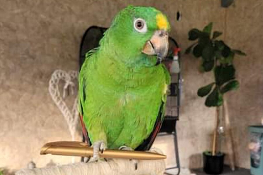 Oederan: Papageien-Dame Elli ist wieder zu Hause - Die Venezuela-Amazone Elli ist wieder zu Hause bei ihrer Familie in Oederan.
