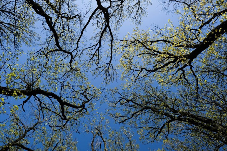 Özdemir: "Einer von fünf Bäumen ist gesund" - Wald bedeckt rund ein Drittel der gesamten Landesfläche Deutschlands.